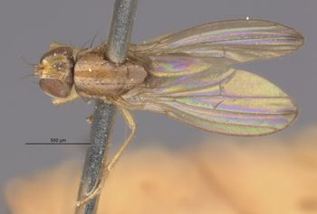 Media type: image;   Entomology 13417 Aspect: habitus dorsal view